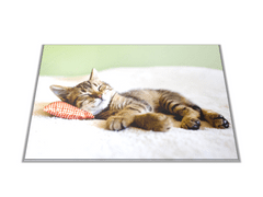 Glasdekor Skleněné prkénko do kuchyně spící kotě - Prkénko: 40x30cm