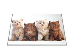 Glasdekor Skleněné prkénko koťata britské kočky - Prkénko: 40x30cm