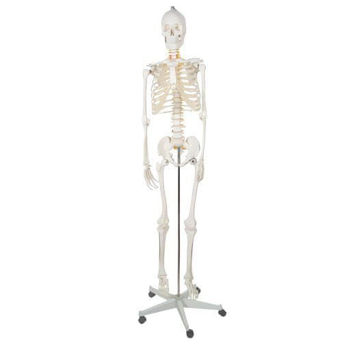 Malatec 22583 Anatomický model kostry se stojanem 170 cm