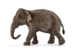 sarcia.eu Schleich Wild Life - Asijská slonice, figurka pro děti 3+ 