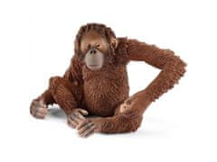 sarcia.eu Schleich Wild Life - Orangutaní samice, figurka pro děti 3+ 