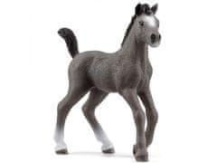 sarcia.eu Schleich Horse Club - hříbě Selle Francais, figurka pro děti 5+ 