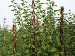 Zahradní vrba 160 cm, proutí, podpěra pro rostliny