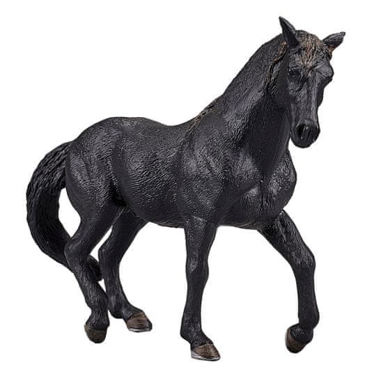 Mojo Andaluský kůň černý