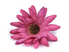 Kraftika 10ks fialovorůžová umělý květ gerbera 6,5 cm