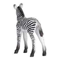 Mojo Zebra mládě