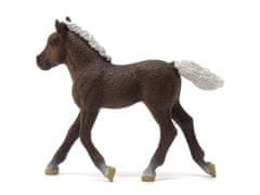 sarcia.eu Schleich Farm World - Hříbě koně, plemeno Schwarzwald, figurka pro děti 3+ 