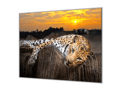 Glasdekor Ochranná deska leopard v západu slunce - Ochranná deska: 50x70cm, Lepení na zeď: S lepením na zeď