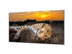 Glasdekor Ochranná deska leopard v západu slunce - Ochranná deska: 50x70cm, Lepení na zeď: S lepením na zeď