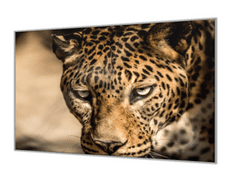 Glasdekor Ochranná deska do kuchyně šelma leopard - Ochranná deska: 55x55cm, Lepení na zeď: S lepením na zeď