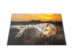 Glasdekor Skleněné prkénko šelma leopard v západu slunce - Prkénko: 30x20cm