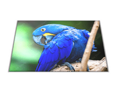 Glasdekor Skleněné prkénko papoušek Ara Hyacintová - Prkénko: 40x30cm
