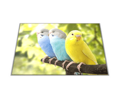 Glasdekor Skleněné prkénko papoušek tři andulky - Prkénko: 40x30cm
