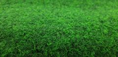 Betap AKCE: 100x260 cm Umělá tráva Green 20 metrážní (Rozměr metrážního produktu Spodní část s nopy (na pevné podklady))