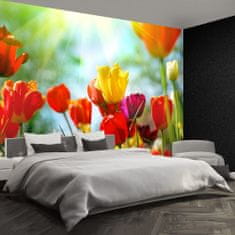 tulup.cz Fototapeta Květiny tulipánů Fototapeta Samolepící 416x254 cm