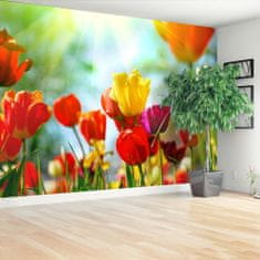 tulup.cz Fototapeta Květiny tulipánů Fototapeta Samolepící 416x254 cm