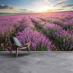 tulup.cz Fototapeta Lavender louka Fototapeta Samolepící 208x146 cm