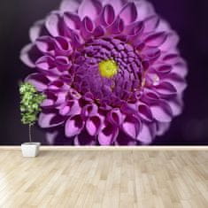 tulup.cz Fototapeta Dahlia růžová Fototapeta Samolepící 104x70 cm