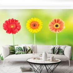 tulup.cz Fototapeta gerbera Fototapeta Samolepící 152x104 cm