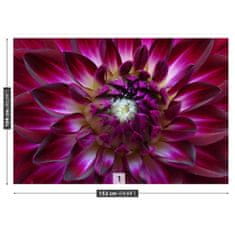 tulup.cz Fototapeta Aster fialový Fototapeta Samolepící 152x104 cm