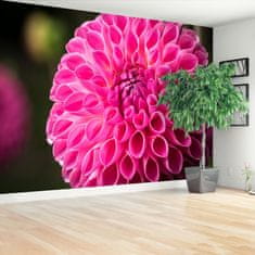 tulup.cz Fototapeta Dahlia Pink Fototapeta Samolepící 104x70 cm