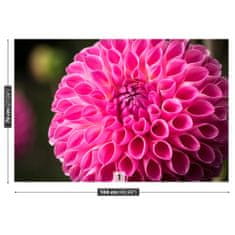 tulup.cz Fototapeta Dahlia Pink Fototapeta Samolepící 104x70 cm