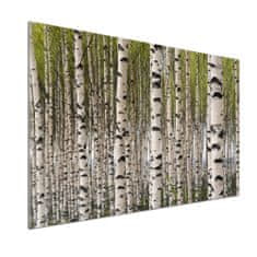 Wallmuralia Dekorační panel sklo Břízový les 100x70 cm