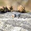 Art & Nature Náušnice kolečko s dříkem z nerezové oceli 8mm