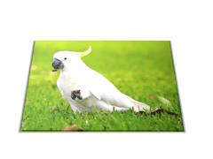 Glasdekor Skleněné prkénko s motivem papoušek kakadu - Prkénko: 40x30cm