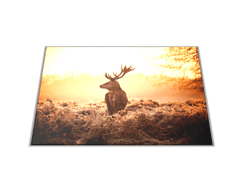 Glasdekor Skleněné prkénko jelen v září slunce - Prkénko: 30x20cm