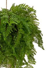 Shishi Kapradina závěsná zelená 85 cm