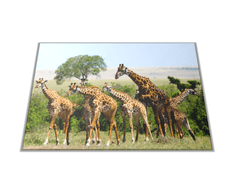 Glasdekor Skleněné prkénko stádo žiraf - Prkénko: 40x30cm