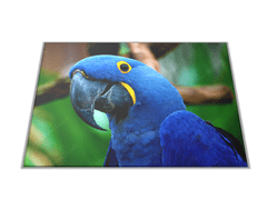 Glasdekor Skleněné prkénko papoušek ara hyacintová - Prkénko: 40x30cm