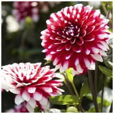 Village Candle Dahlia