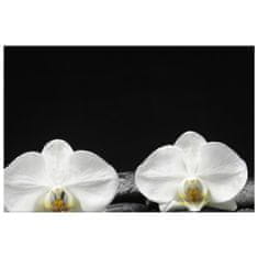 ZUTY Obrazy na stěnu - Bílé orchideje, 30x20 cm