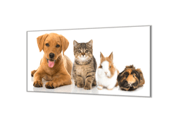 Glasdekor Ochranná deska zvířata pes, kočka, králík, morče - Ochranná deska: 55x90cm, Lepení na zeď: Bez lepení na zeď