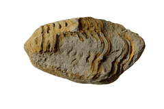 INTEREST Fosilie Trilobit Calymene 4,2cm.
