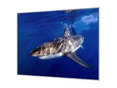 Glasdekor Ochranná deska žralok pod hladinou - Ochranná deska: 40x60cm, Lepení na zeď: S lepením na zeď