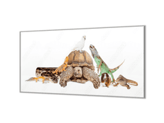 Glasdekor Ochranná deska želva, leguán, morče, papoušek - Ochranná deska: 60x60cm, Lepení na zeď: S lepením na zeď