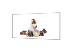 Glasdekor Ochranná deska jack russel a hračky na bílém - Ochranná deska: 65x90cm, Lepení na zeď: S lepením na zeď