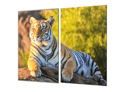 Glasdekor Ochranná deska zlatý tygr na kameni - Ochranná deska: 55x55cm, Lepení na zeď: S lepením na zeď