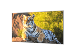 Glasdekor Ochranná deska zlatý tygr na kameni - Ochranná deska: 55x55cm, Lepení na zeď: S lepením na zeď