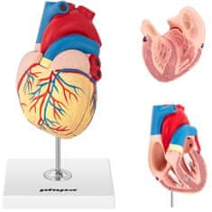 shumee 3D anatomický model lidského srdce