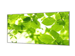 Glasdekor Ochranná deska zelené listí buku - Ochranná deska: 40x40cm, Lepení na zeď: S lepením na zeď