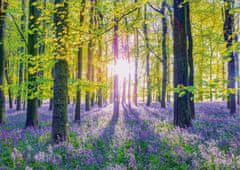 Schmidt Puzzle Tichý les s modrými zvonky 1000 dílků