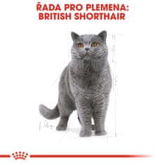 Royal Canin British Shorthair 2 kg