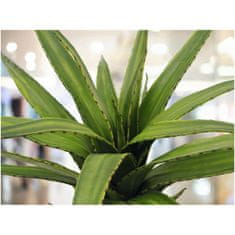 Europalms Aloe vera zelená, 50 cm