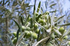 Oleificio Russo Extra panenský olivový olej ze sopečných oliv Zammara IGP Sicilia, 500 ml (Ročník 2023/24)
