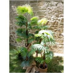 Europalms Vějířová palma, 165 cm