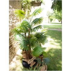 Europalms Vějířová palma, 165 cm